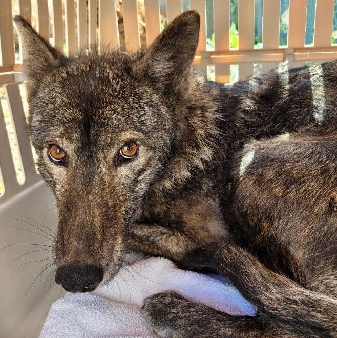 TWC_Wildlife's tweet photo. Are you an expert writer with a passion to help wild animals? Do you have a flare for social media and content creation? Join our team as the #CommunicationsCoordinator! If you’re excited to give a voice to wild patients, apply now! Deadline: Nov 30th.
https://t.co/HxPNHOmqA3 https://t.co/Cen6XVTJlP