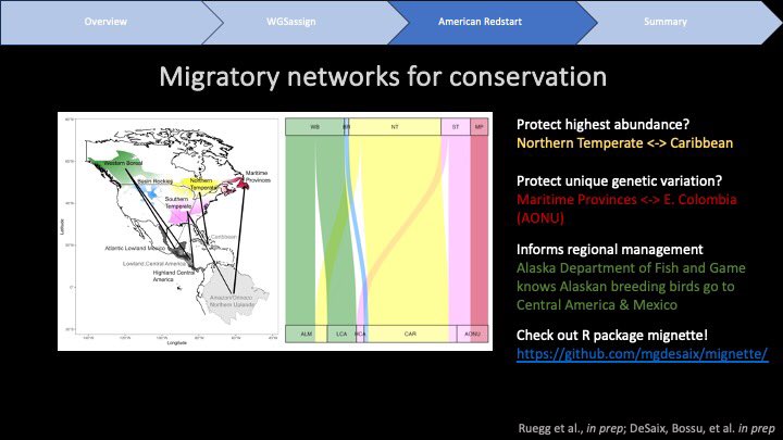 mgdesaix's tweet photo. 5/6 #BOUsci23 
By grouping nonbreeding individuals into conservation regions, we developed migratory network models of American Redstart connectivity between breeding and nonbreeding populations. These are useful for highlighting different strategies for conservation. https://t.co/84Liqdok4y