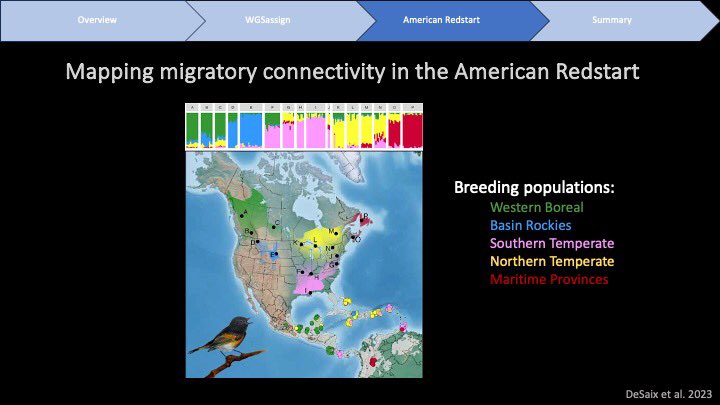 mgdesaix's tweet photo. 4/6 #BOUsci23 
We identified 5 genetically distinct breeding populations (colored polygons) to which we assigned individuals from nonbreeding range (points colored by assigned breeding pop), revealing high migratory connectivity.

https://t.co/zrkyrc2zIc https://t.co/yCO8X0g5ou