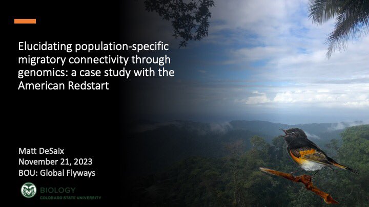 mgdesaix's tweet photo. 1/6 #BOUsci23 
How can we map animal migration with genomics? Here, I’ll present on our new software WGSassign to do just that and provide an example with the American Redstart
#ornithology #birdmigration #birds https://t.co/sZtZvrcQ1D