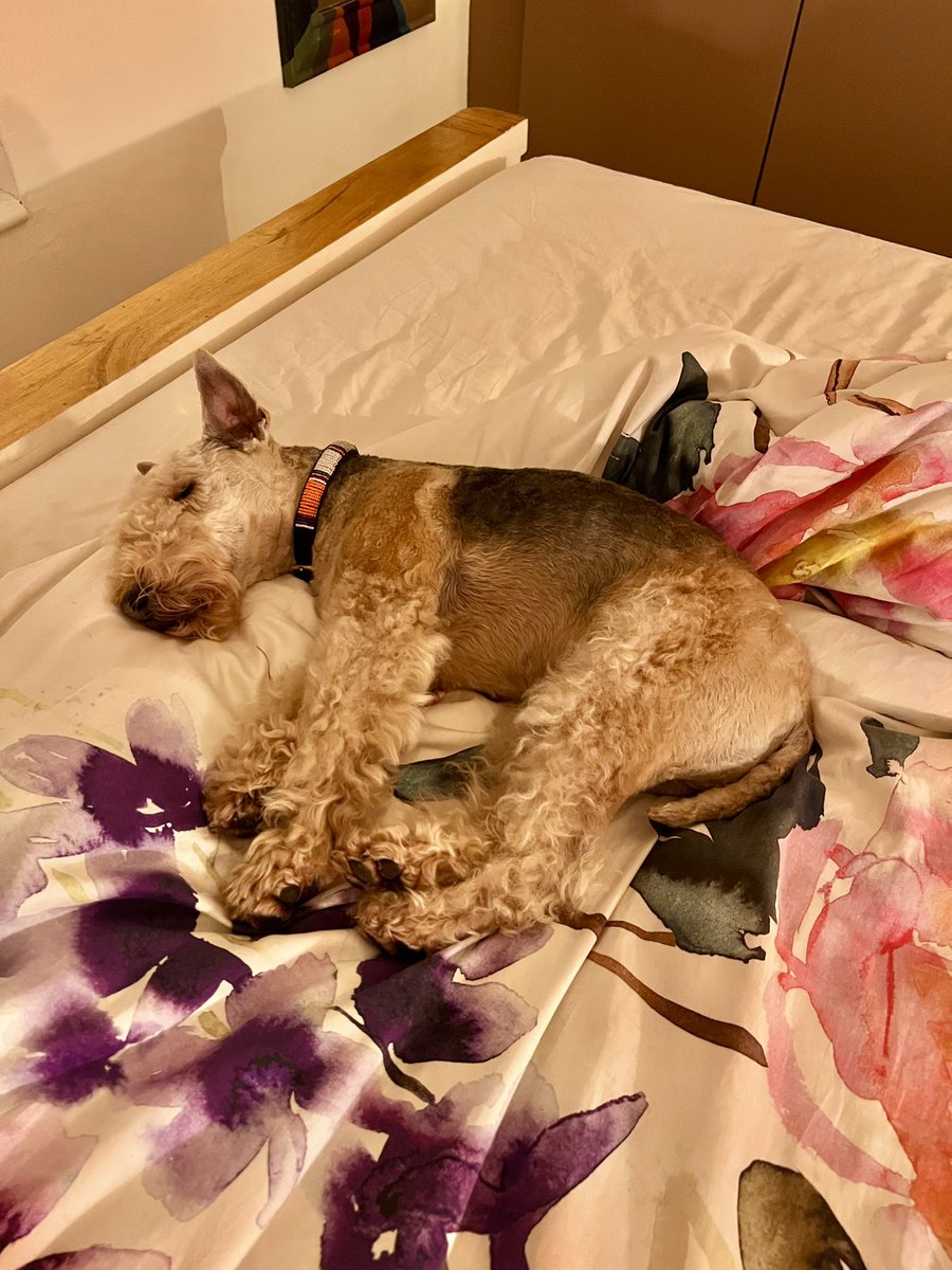 bertie_lakeland's tweet photo. Sometimes it’s just all too much ….. good night everyone good night world 🩷🩷 https://t.co/ndjoH1EE5W