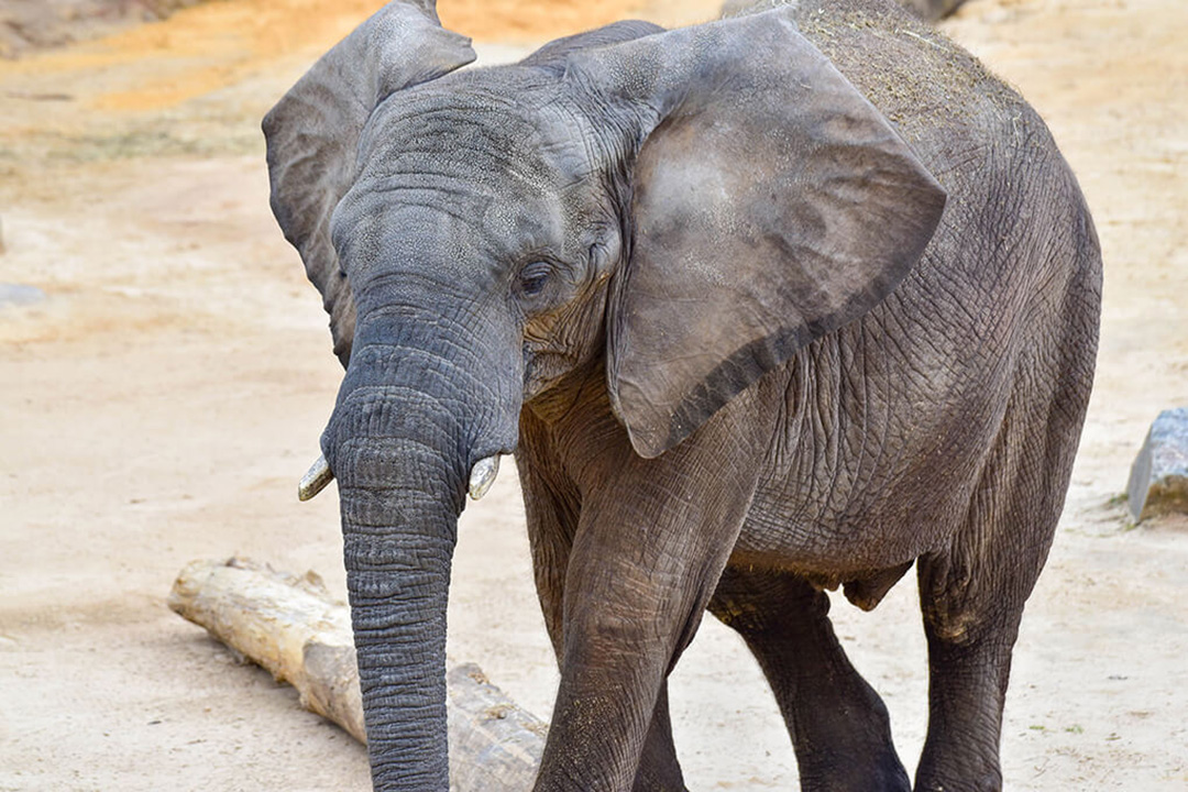 🐘 Samson, the African bull elephant at @marylandzoo in Baltimore, has survived the deadly elephant endotheliotropic herpesvirus thanks to early detection and the efforts of the Zoo's vet and animal care teams! 💪 Read more in Connect: bit.ly/3XGE92i #SavingSpecies