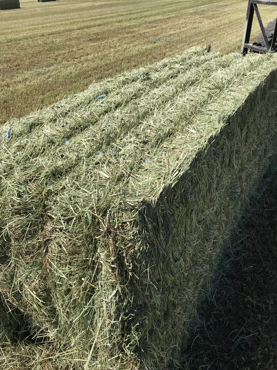 We want your hay! 
Looking to buy high quality large square bales of hay. 
Call us at 9057198238