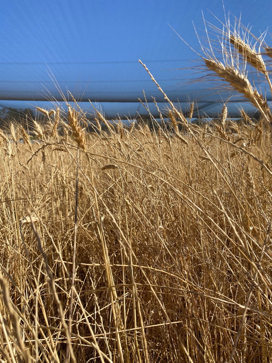 robbert115's tweet photo. Couple of years with no herbicide in a wheat - canola - wheat rotation on sand.  Initial ryegrass was 4 plants / sqm.  It’s not possible to grow a crop with no herbicide input in no-till <end of story> https://t.co/b2wqr9fyK4
