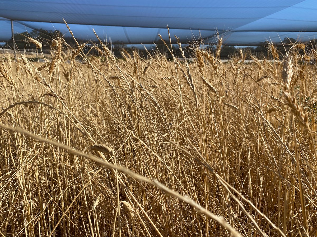 robbert115's tweet photo. Couple of years with no herbicide in a wheat - canola - wheat rotation on sand.  Initial ryegrass was 4 plants / sqm.  It’s not possible to grow a crop with no herbicide input in no-till <end of story> https://t.co/b2wqr9fyK4