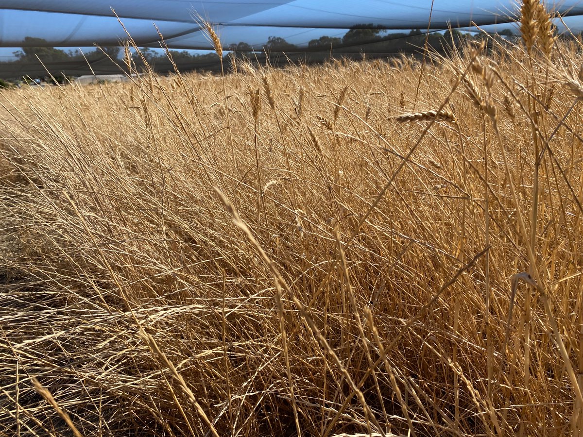 Couple of years with no herbicide in a wheat - canola - wheat rotation on sand.  Initial ryegrass was 4 plants / sqm.  It’s not possible to grow a crop with no herbicide input in no-till <end of story>