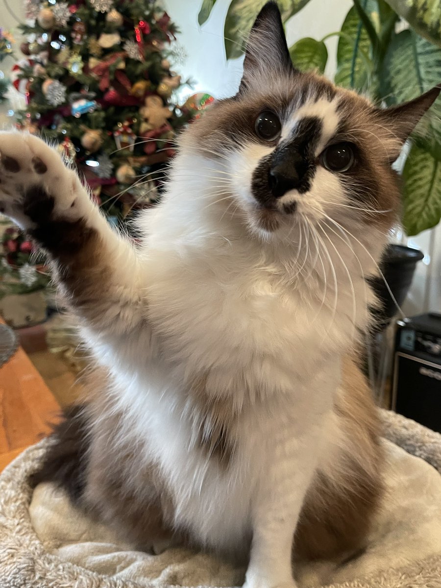 #PhotoChallenge2023November 
Day 21: Hello
Hello everypaw! Happy #WorldHelloDay! ❤️Badger❤️
#CatsOfTwitter #CatsOnX #CatsAreFamily #Hedgewatch #toebeantuesday #TunaTuesday