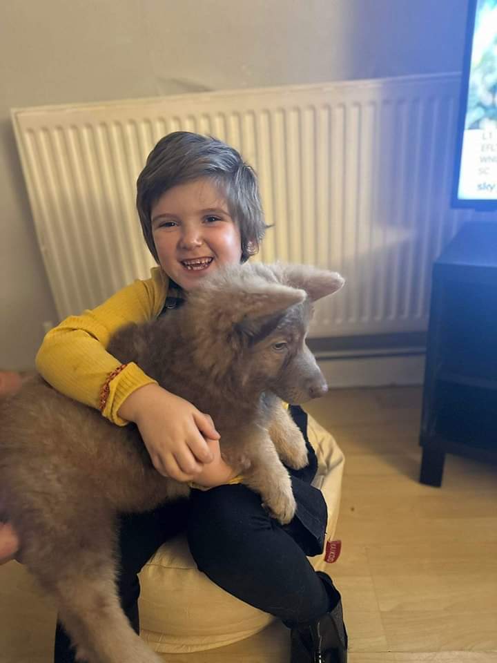 Logansfund's tweet photo. Meet Stella 😍
Welcome to your new family and a very happy one at that with your arrival ❤🌈
So cute 😍
#germanshepherd 
#germanshepherdpuppy 
#puppylover https://t.co/sxtlX115ZP