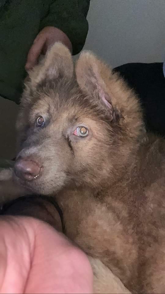 Logansfund's tweet photo. Meet Stella 😍
Welcome to your new family and a very happy one at that with your arrival ❤🌈
So cute 😍
#germanshepherd 
#germanshepherdpuppy 
#puppylover https://t.co/sxtlX115ZP