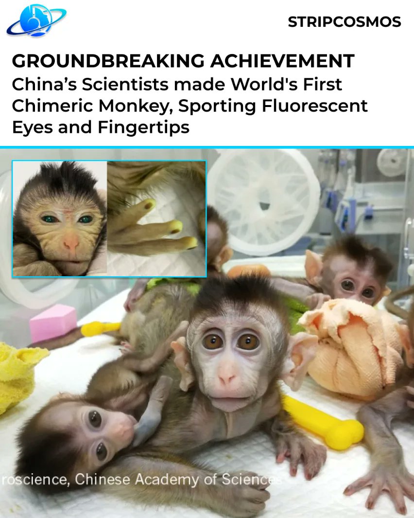 Stripcosmos's tweet photo. #Scientists in China have created a chimera (mixed) monkey with distinctive features like green eyes and glowing fingertips. https://t.co/UB7dUu6Epg