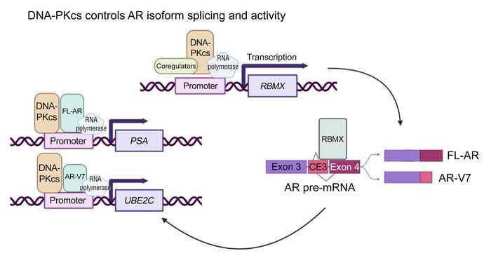 The catalytic subunit of DNA-PK regulates transcription and splicing of AR in advanced prostate cancer: buff.ly/3R1J3G1 
<a href="/lukegaughan22/">Luke Gaughan</a> <a href="/NU_Cancer/">Newcastle University Centre for Cancer</a> 
#Endocrinology #Oncology