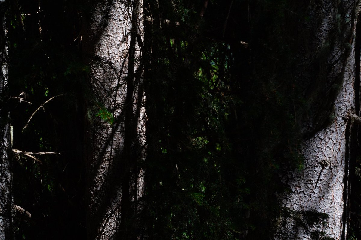 kristavdw's tweet photo. Too close to see.
#shadowplay #light #trees #naturelovers #nature #votegreen https://t.co/zq3UuG0PiT