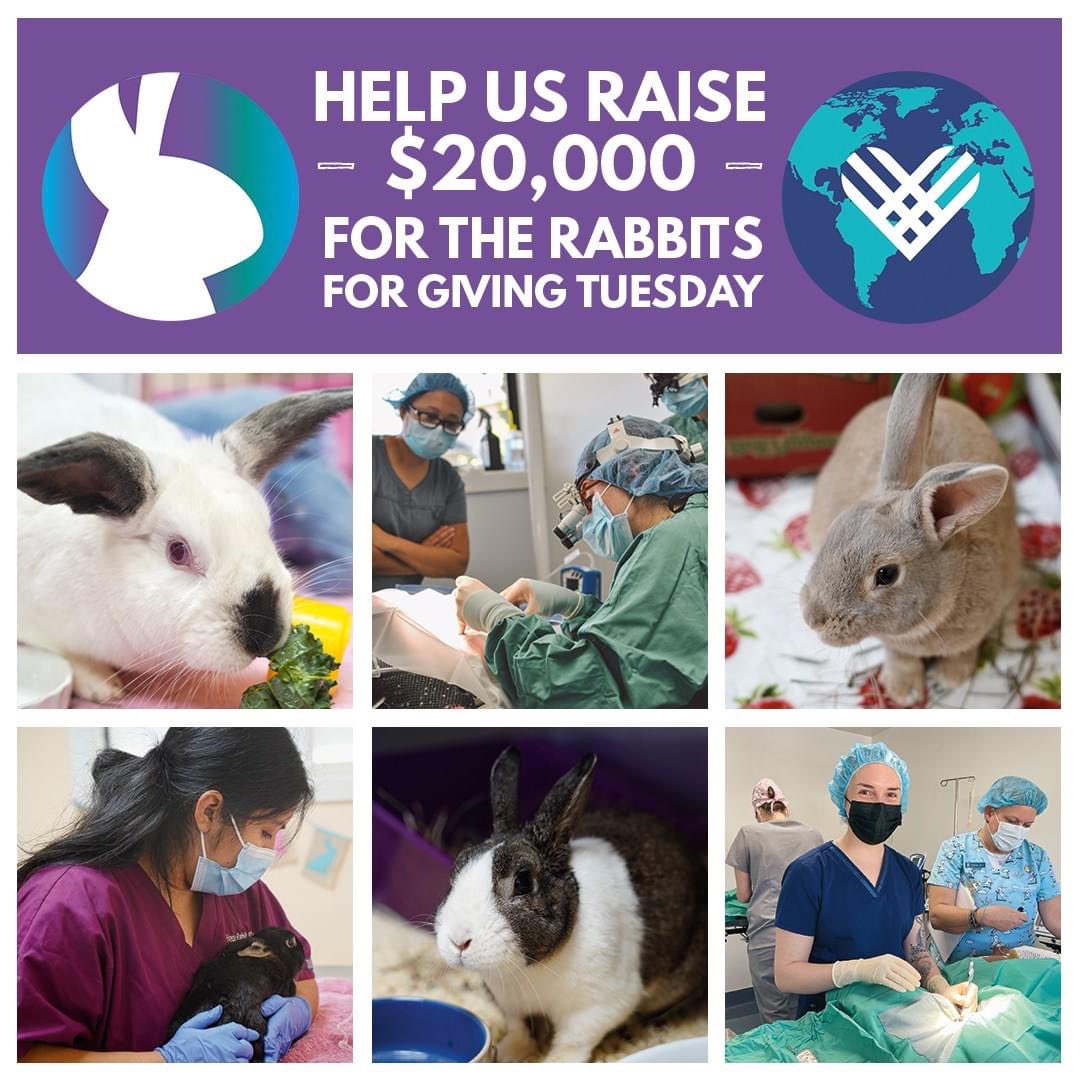 You don't need to wait for Giving Tuesday— donate now to support House Rabbit Society. 💜🐰 

Thanks to a generous donor, all donations are matched, up to $20,000! Every gift, no matter the size, contributes to our mission. 

Give now: houserabbit.org