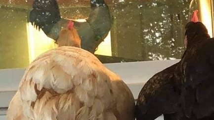 Doodlindee tweet media