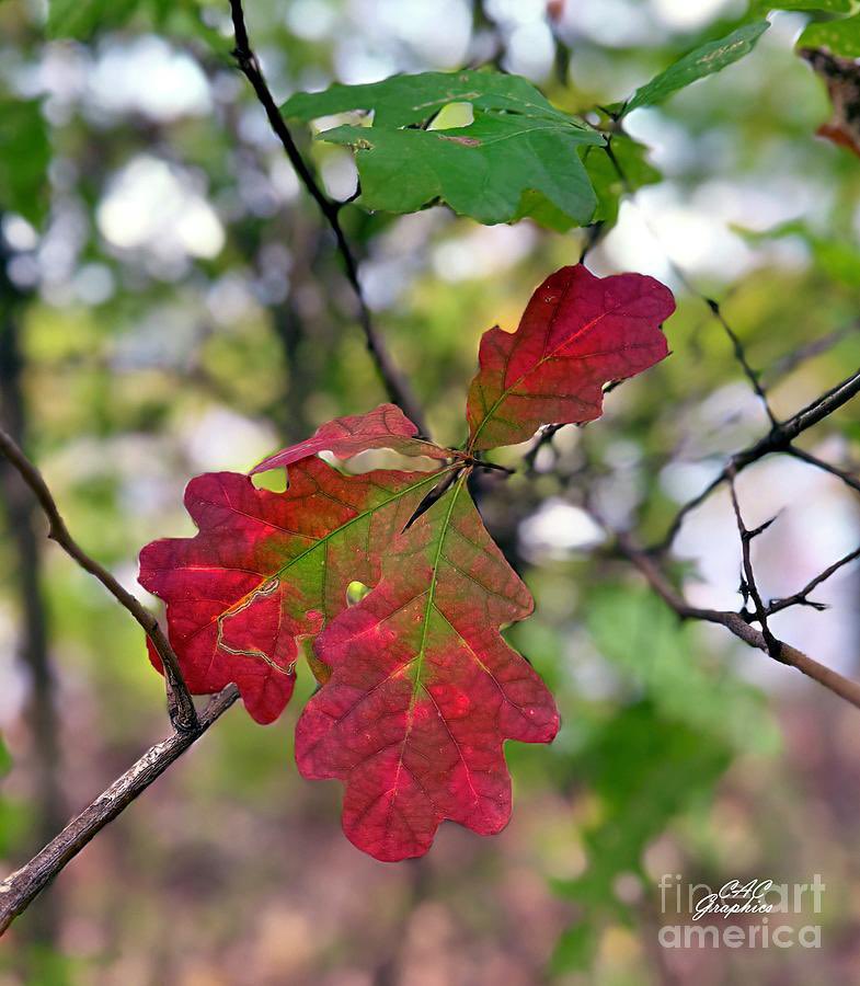 “Red Oak Leaves”🍂
New artwork & accessories for sale-
> cac-graphics.pixels.com/featured/red-o…
#oakleaf #fallfoliage #nature #trees #artforsale #naturelovers #fallleaves #homedecor #prints #wallart #tshirts #throwblankets #interiordesign #gifts
#Naturephotography #Photography