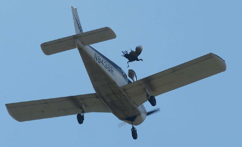 I recall reading a story in 2018 or so on a redneck “tradition” in backwoods Arkansas where the people in the hills gather to get live turkeys thrown from a plane at 700 feet. Totally barbaric. I looked it up, and now they still drop them, but from the courthouse roof—still cruel