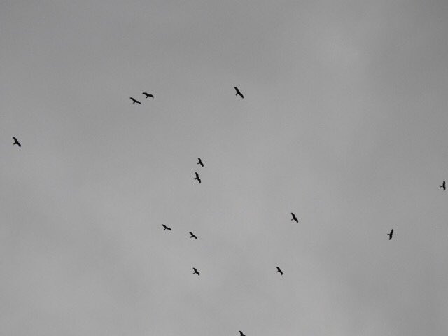 Some of 35+ Red Kites heading to Roost in West Wiltshire this evening, numbers sometimes exceed 50