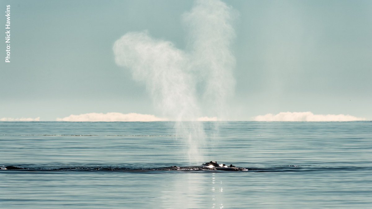 URGENT: threats to North Atlantic right whales don’t just exist in the water — they exist in Congress, too. Some members are trying to undermine protections for the #RightWhaleToSave needs. Add your name to stand up for these whales before it’s too late: oceana.ly/3sdzmLq
