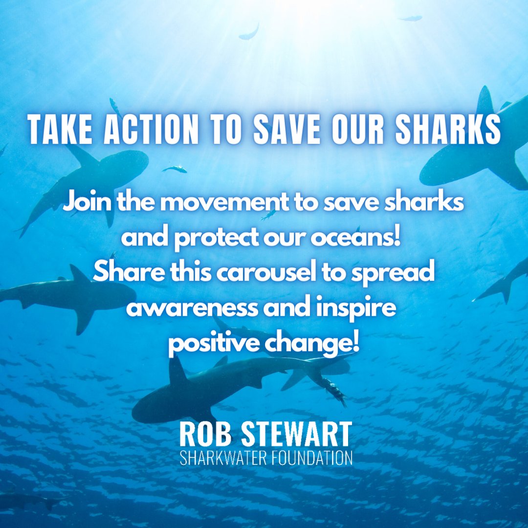 Sharks are ancient predators, living longer than dinosaurs and surviving five major extinctions. As crucial contributors to the evolution of life, sharks play a pivotal role in maintaining the health of our oceans 🌏💙 
#SaveSharks #SharkConservation #Sharkwater #RobStewart