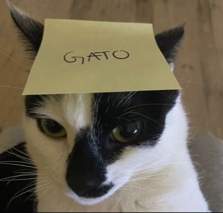 gato