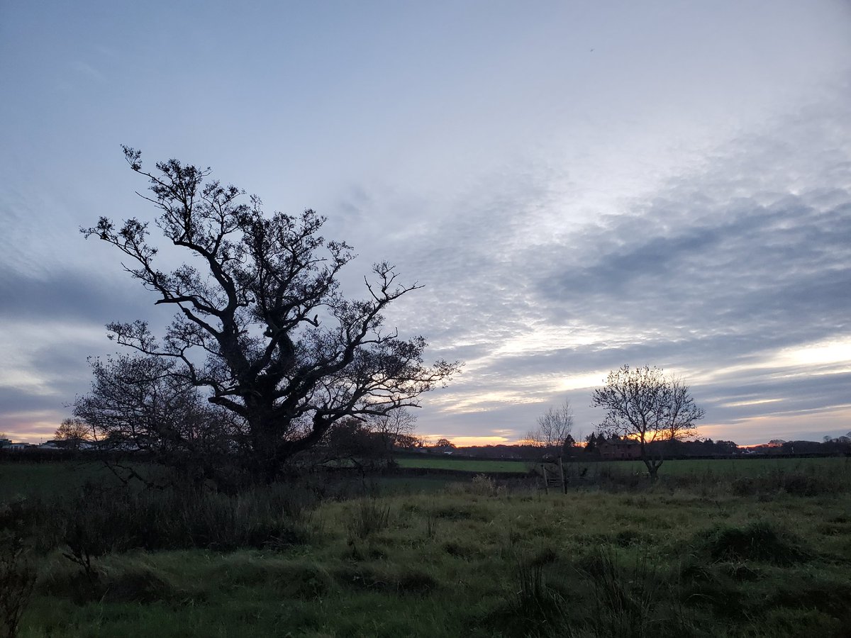 moley75's tweet photo. Beautiful evening in #lancashire #baretree https://t.co/zEZ2Zo7W1i