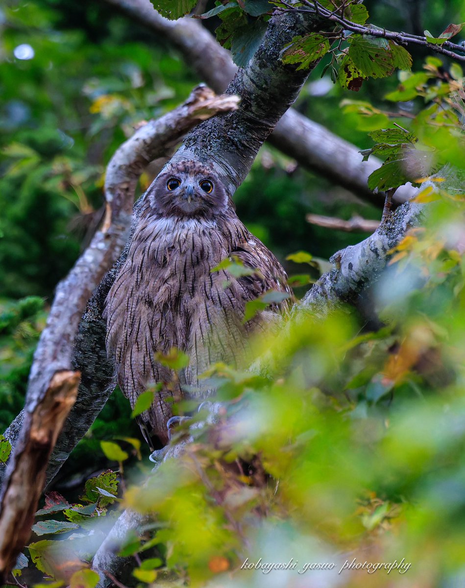 yasuokobayashi5's tweet photo. シマフクロウの幼鳥が枝の影に居てくれた。
#シマフクロウ #fishowl #birders_gallery #tokyocameraclub #北海道3大かわいい動物 #my_eos_photo #yourshotphotographer https://t.co/HXokba1pTg