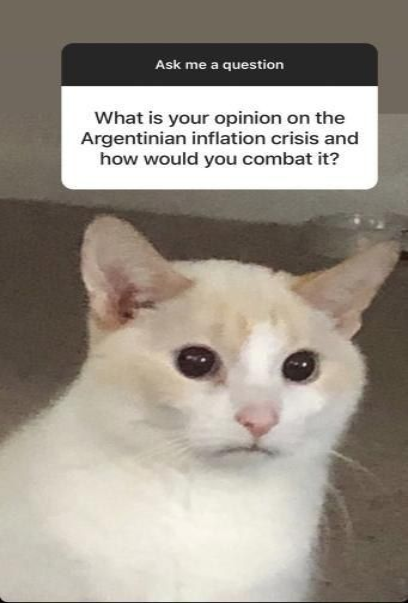 ShowYourCat's tweet photo. https://t.co/9PxVV79wE6