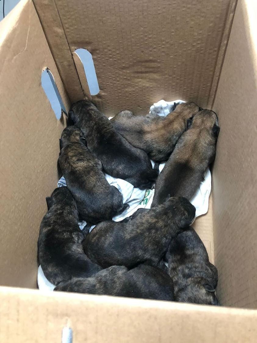 siviaromera1's tweet photo. Quedan 5 por encontrar hogar
@resiliencianimal_ ALAVA  PIDE AYUDA URGENTE
Unos jóvenes de Vitoria q están pasando unos días en Sevilla han encontrado esta camada en LA BASURA
NECESITAN PROTES DE SEVILLA Q LOS AYUDEN
Vuelven a Vitoria y no los pueden traer
Llamadas 635 30 61 82 https://t.co/MqA0nu8K8m