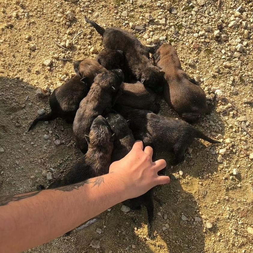 siviaromera1's tweet photo. Quedan 5 por encontrar hogar
@resiliencianimal_ ALAVA  PIDE AYUDA URGENTE
Unos jóvenes de Vitoria q están pasando unos días en Sevilla han encontrado esta camada en LA BASURA
NECESITAN PROTES DE SEVILLA Q LOS AYUDEN
Vuelven a Vitoria y no los pueden traer
Llamadas 635 30 61 82 https://t.co/MqA0nu8K8m