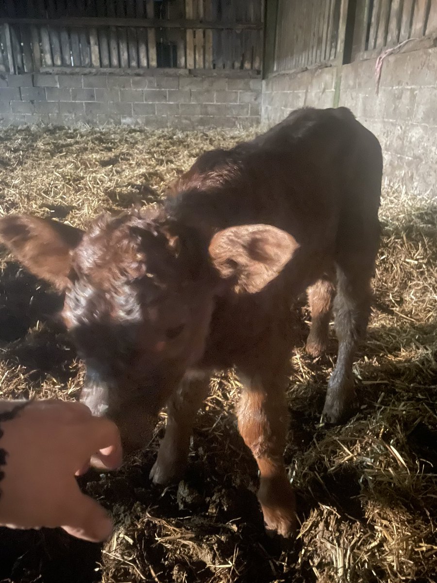 Calves coming fast now, 330 calving interval. Happy days 👍