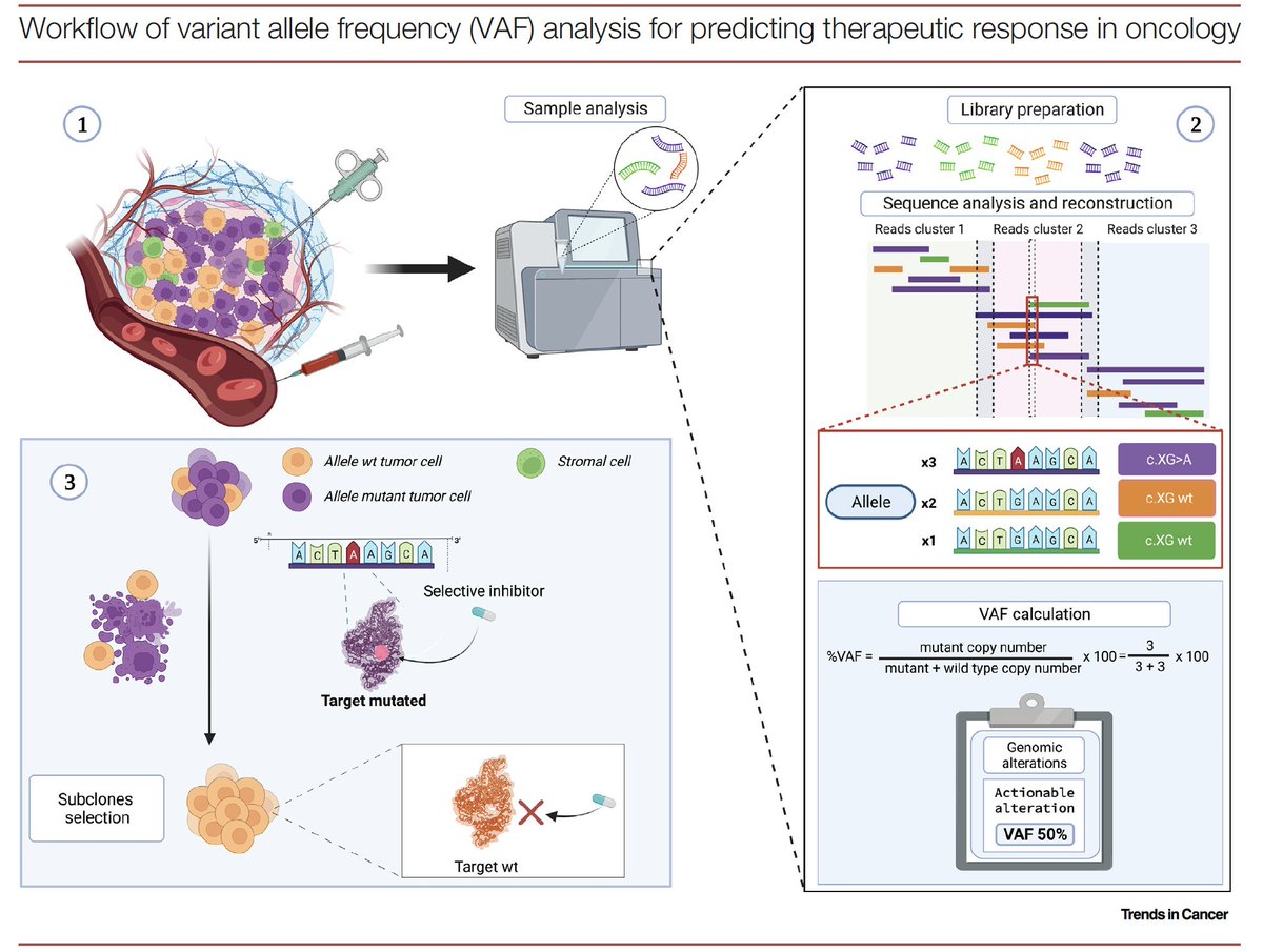 Variant allele frequency: a decision-making tool in precision oncology?
@trendscancer 
doi.org/10.1016/j.trec…
👉most likely extremely useful with LB
🧐many outstanding questions
❓preanalytical variables, optimal VAF threshold for  🎯💊, different threshold for resistance GA...…