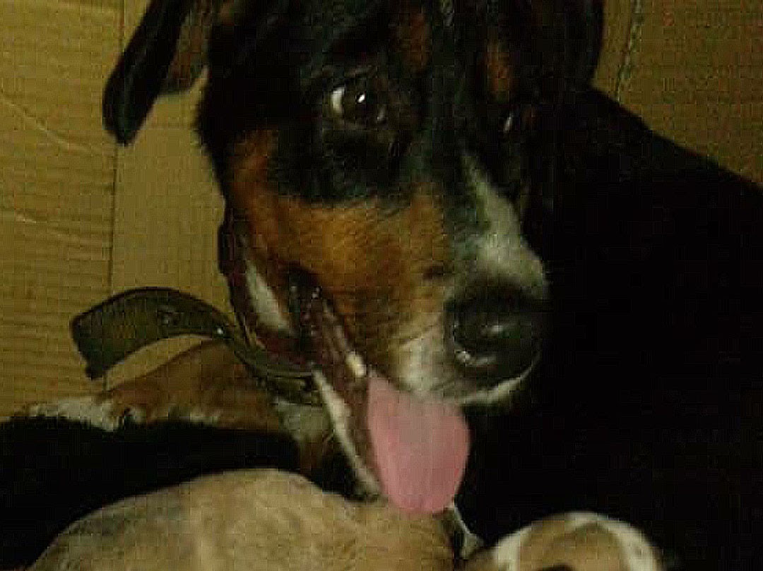 CRLaCaliforniaN's tweet photo. #MaltratoAnimal Está perrita fue adoptada por el C.C.Puerta del Este en #CaliforniaNorte y fue golpeada con un tubo sin razón en la cabeza x Fernando Rodríguez habitante de la torre oeste del Centro Residencial Puerta del Este dejándola en mal estado para amamantar a sus crías. https://t.co/2Iw4E6PTQk