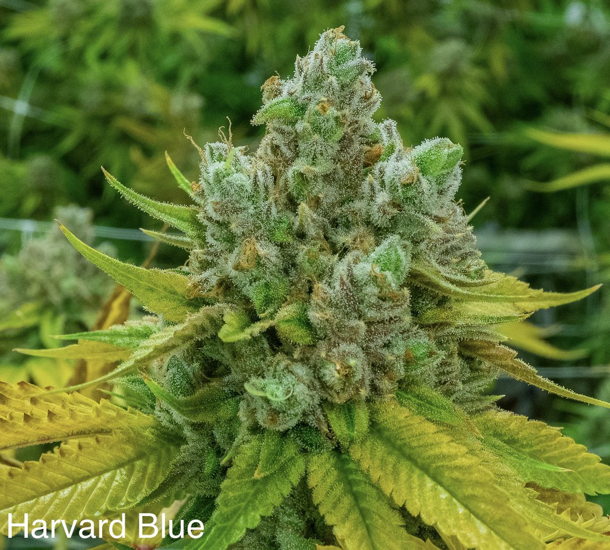 This weeks #giveaway is for a pack of NBG Seed Co.‘s Harvard Blue (ECSD x Fillmore Slim) and it begins now! 🚨Rules🚨 • Follow @nbg_growhouse & @nbg_seedco • Tag 3 friends • Like + Retweet 🎉 Winner announced on 11/27! Good luck! #NBGGrowhouse #NBGSeedCo
