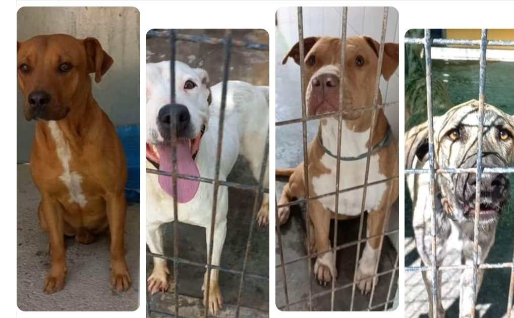 SilviaMylo's tweet photo. Por qué este horror, esa tristeza en sus ojitos, ese dolor de que ninguna persona se interese por sus pobres vidas 😢
Nadie quiere saber nada de estas criaturas, llevan mucho tiempo muriendo de pena en la perrera 💔
Perrera de Jerez
652221178
699 73 13 30
😭 🆘 📢 📢 📢 📢 📢 https://t.co/kX915uT74Y