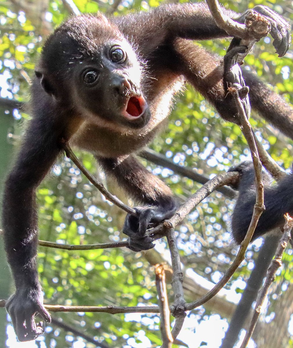 SferaLegal's tweet photo. El monito viendo como le tomás fotos en vez de tomar acción para proteger su hogar y su especie💚
Somos Sfera legal y usamos nuestra voz y la ley, para preservar y cuidar los recursos de uno de los pocos países con gran variedad de ecosistemas🇨🇷❤️💙 https://t.co/PDmK7aVBnG