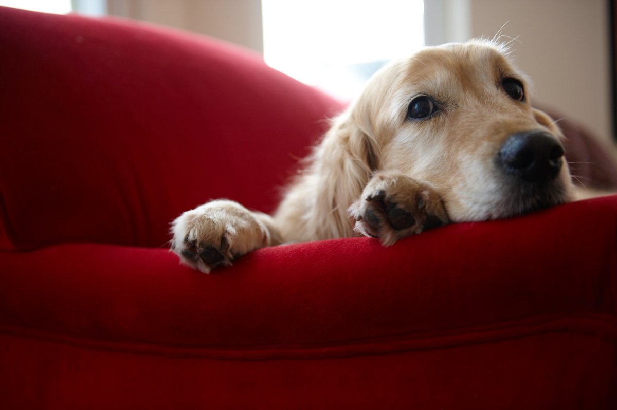 Mystery illness sickens dogs in Los Angeles County: Here’s what you need to know: trib.al/QD7917c