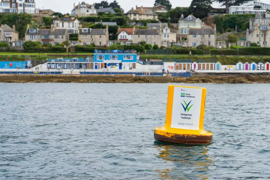 getsavvynavvy's tweet photo. Savvy navvy, Clean Sailors and the #protectourbeds project are now official partners of the #BlueMeadows project from the @OceanCTrust.
More about the blue meadows project, and our role below. 👇
https://t.co/7Lqvck7njd https://t.co/ZuMAWHbxQd