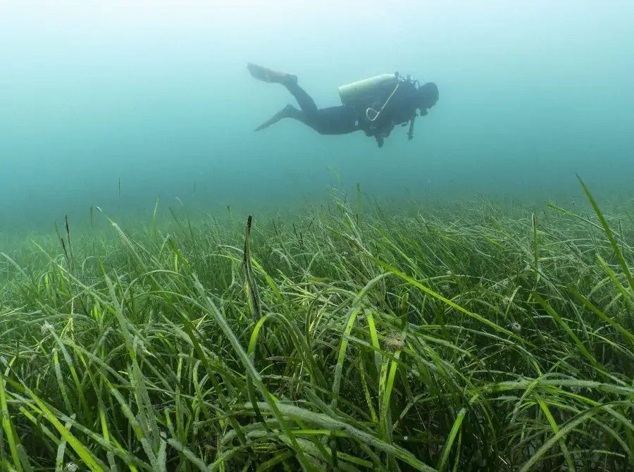 getsavvynavvy's tweet photo. Savvy navvy, Clean Sailors and the #protectourbeds project are now official partners of the #BlueMeadows project from the @OceanCTrust.
More about the blue meadows project, and our role below. 👇
https://t.co/7Lqvck7njd https://t.co/ZuMAWHbxQd