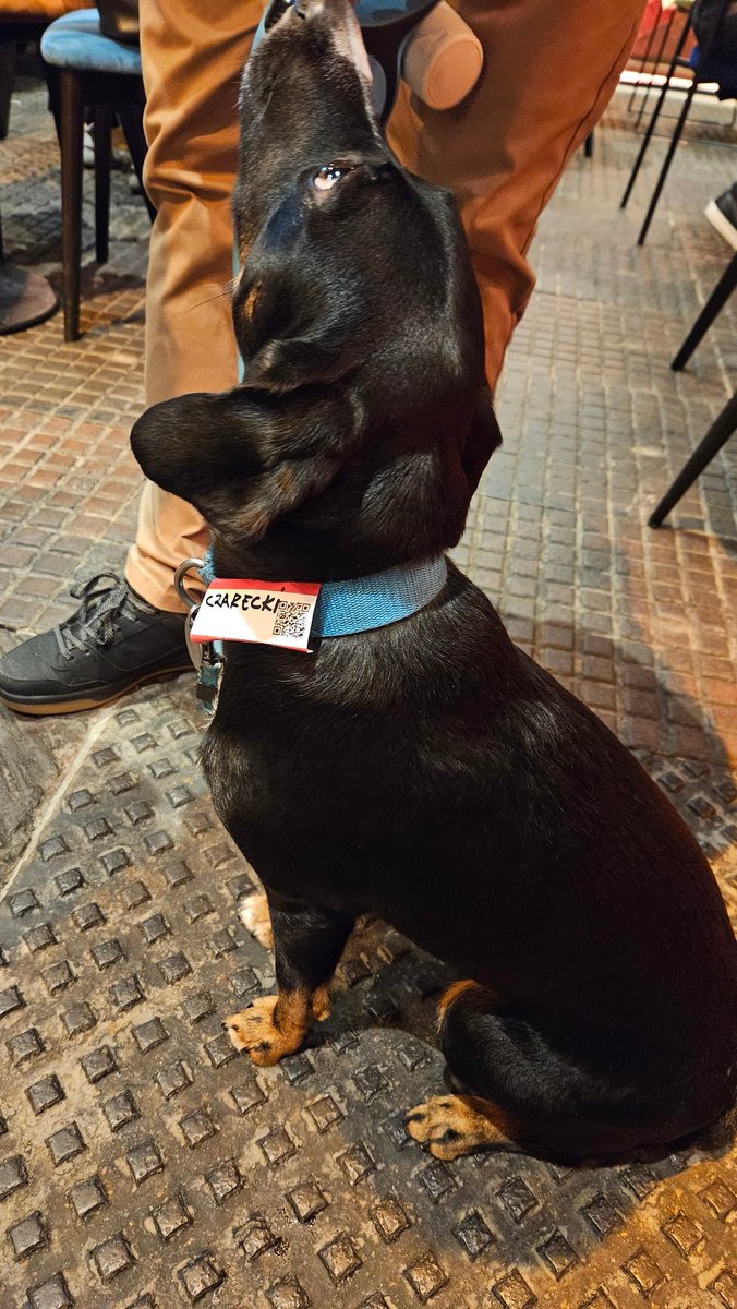 twesolowski's tweet image. What a vibe at #nocodedrinks Poland first edition! 🤩 Even the dog loves #nocode 😉