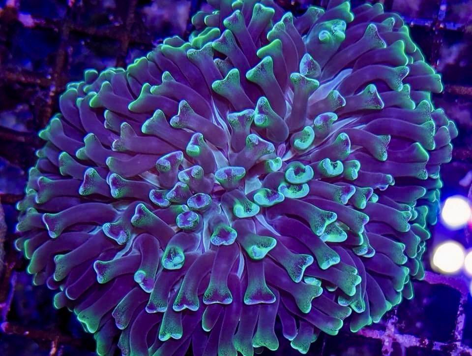 aqlaquarium's tweet image. Hundreds of new corals in stock now! 
Softies, LPS, and SPS of every kind!

4505 Granite Dr 
Rocklin Calif 
(916)652-0548 
#FishTanks #reeftanksofinstagram# #reefaquarium #coralfrags #allmymoneygoestocoral #reefaddict