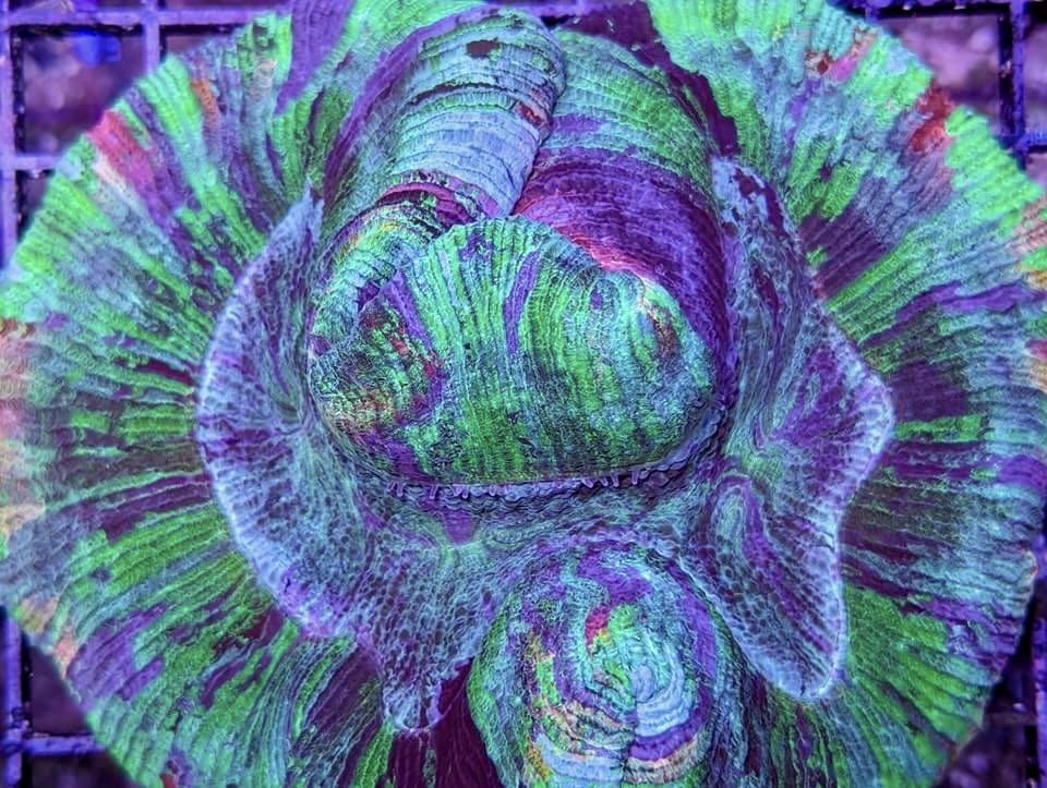 aqlaquarium's tweet image. Hundreds of new corals in stock now! 
Softies, LPS, and SPS of every kind!

4505 Granite Dr 
Rocklin Calif 
(916)652-0548 
#FishTanks #reeftanksofinstagram# #reefaquarium #coralfrags #allmymoneygoestocoral #reefaddict