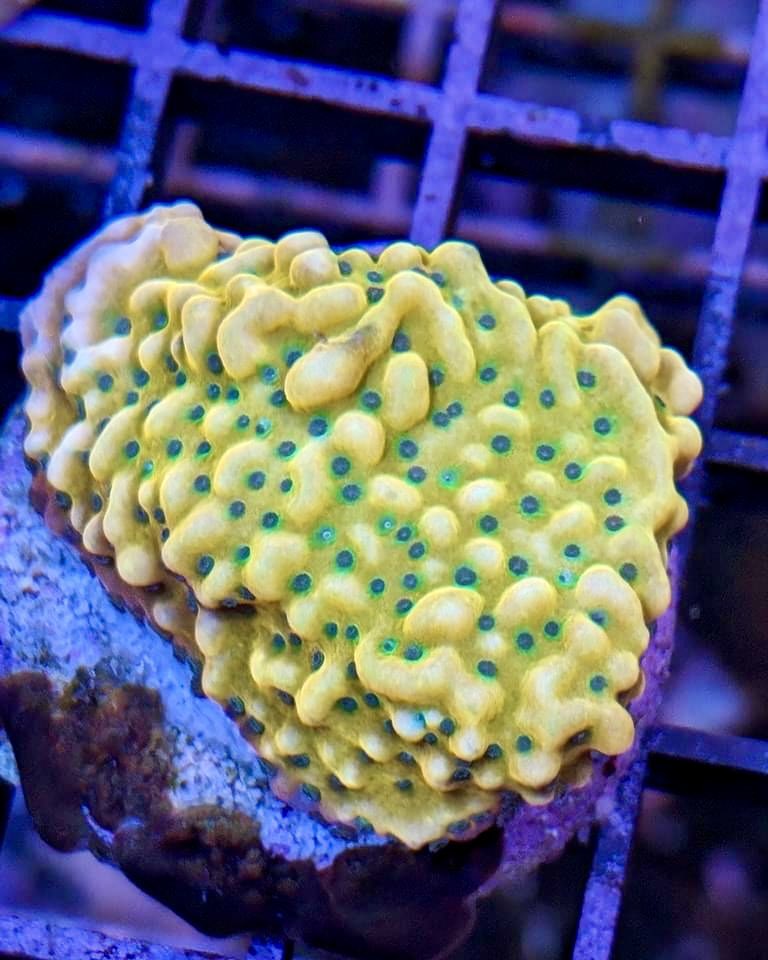 aqlaquarium's tweet image. Hundreds of new corals in stock now! 
Softies, LPS, and SPS of every kind!

4505 Granite Dr 
Rocklin Calif 
(916)652-0548 
#FishTanks #reeftanksofinstagram# #reefaquarium #coralfrags #allmymoneygoestocoral #reefaddict