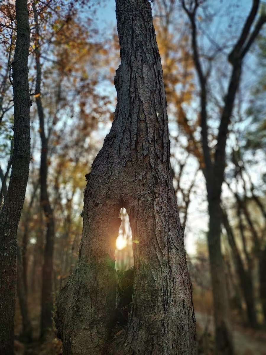 Waterfall_Hero's tweet image. Along Saxapahaw Island Trail #saxapahaw #saxapahawislandpark #hawriver #yearofthetrail #sunrise