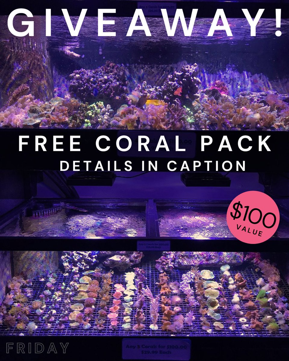 Coralfarm1's tweet photo. We're giving away a free coral pack for Black Friday!

There are two ways to enter:
1) Stop by our store!
or
2) Follow us, like and share this post!
Check back tomorrow for another giveaway! https://t.co/D7bs465Q6W