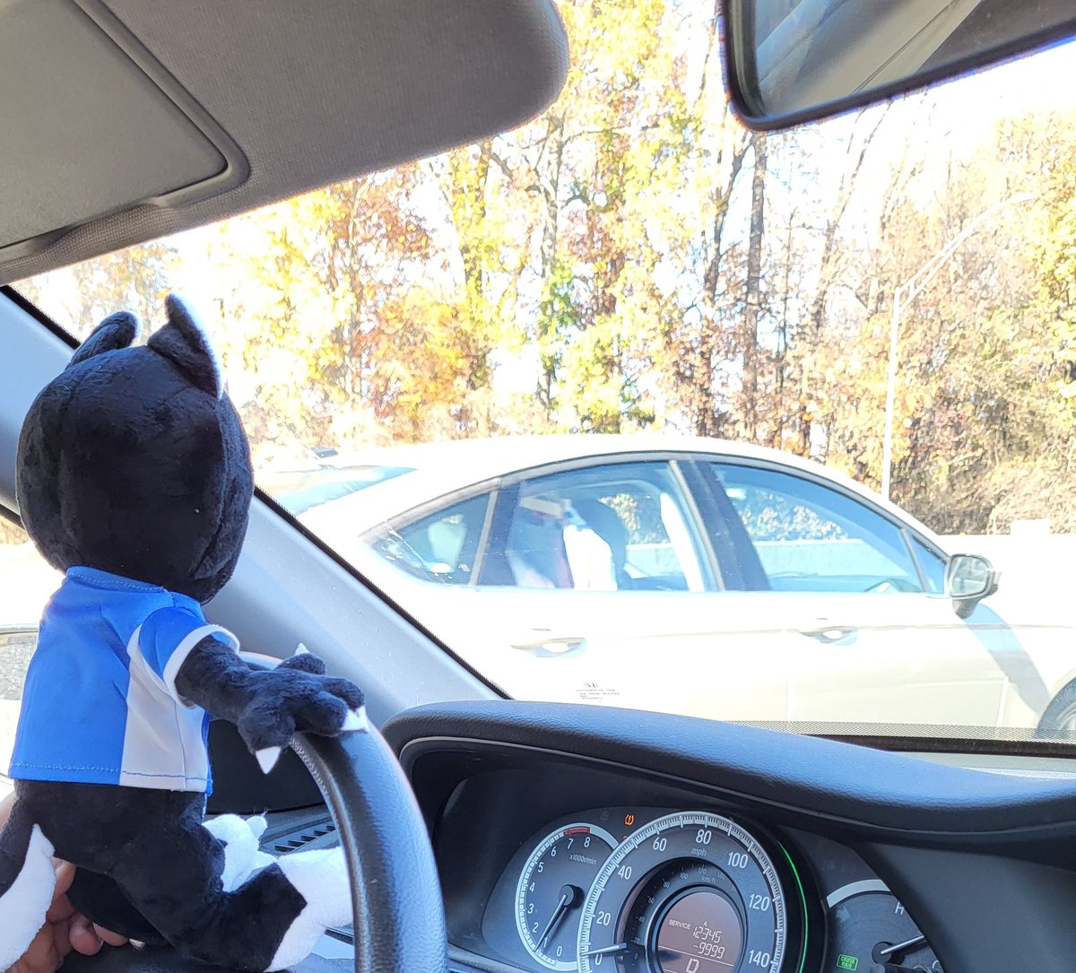 MissyJ47331084's tweet photo. They just let anyone drive these days. SMH.
#hosky #adventure #plushie #useyourblinker https://t.co/W4g73odCzf