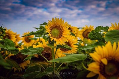 sunflowerchives's tweet photo. blooming with sunflower love https://t.co/CMPEBV33L8