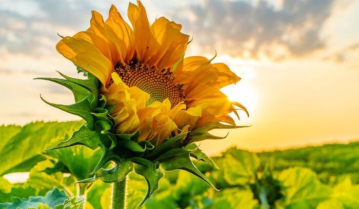 sunflowerchives's tweet photo. blooming with sunflower love https://t.co/CMPEBV33L8