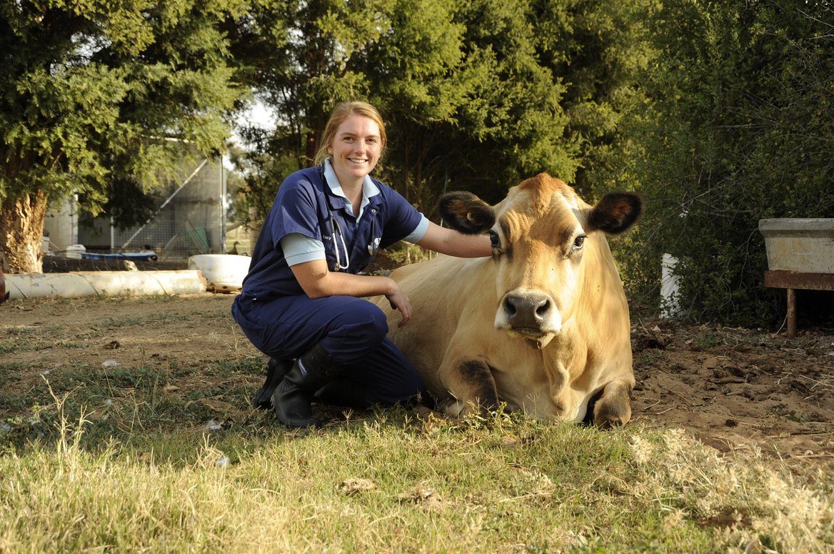 NEW #NUFFIELDAG REPORT! Australia’s #dairy industry could capitalise on market access, benchmarking and welfare advancement, if it adopted an animal welfare assessment program – 2021 Nuffield Scholar @lucyjeancollins Supported by @gardinerdairy nuffield.com.au/post/scholar-f… #ausag