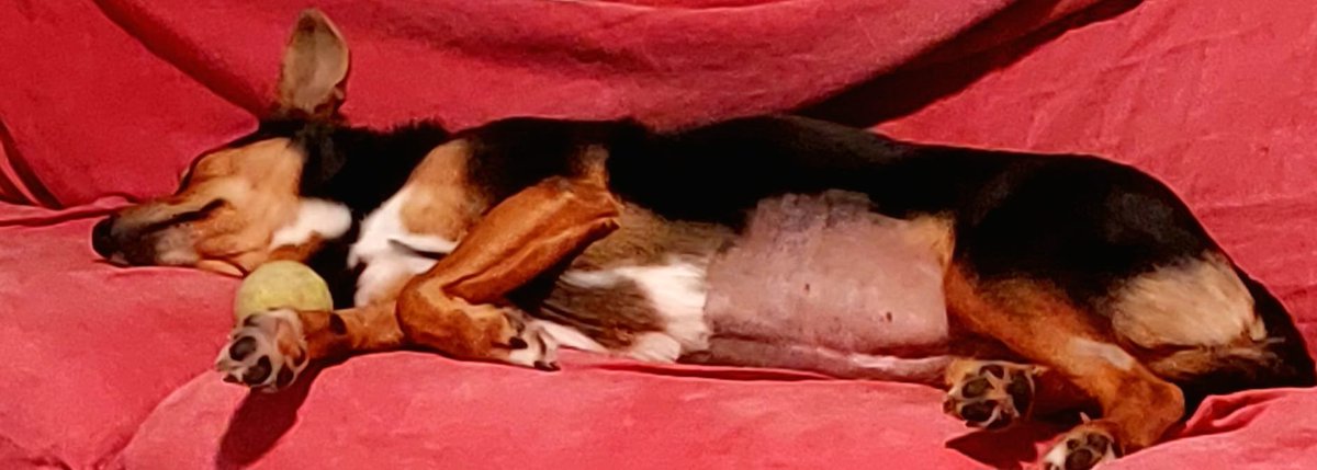 BarbBleu's tweet photo. Sof je doma. Še vedno resna pacientka v domači oskrbi. Tale globoki spanec me veseli in pomirja. #sofia #tinydragoness 🐶🧡🍀💪 https://t.co/mid0zgjIRZ