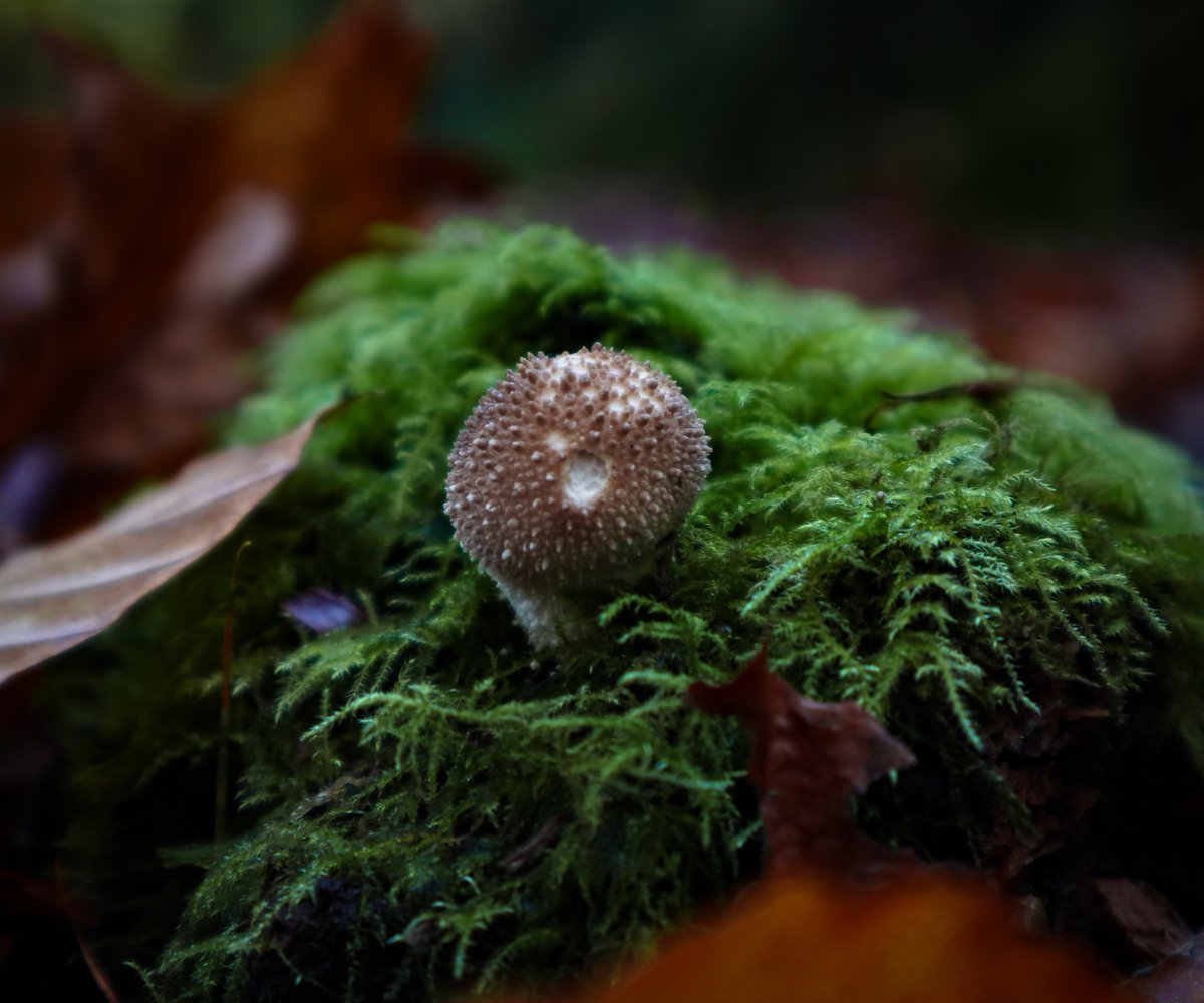 Common puffball 🍄

#mushroom #mushroomphotography  #mushroomlove #nature #naturephotography #macrophotography #macromood #macroworld #smallworldlovers  #tinymushrooms #naturegram #natureshooters #forestphotography #forestofdean #visitdeanwye #fod #naturereserve #fungi